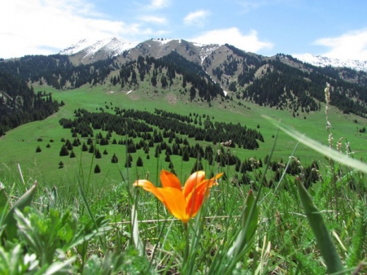 https://adyrna.kz/content/uploads/2019/07/cbfe1b8d97720552d9c0b1170218ab2c_resize_w_520_h_.jpg