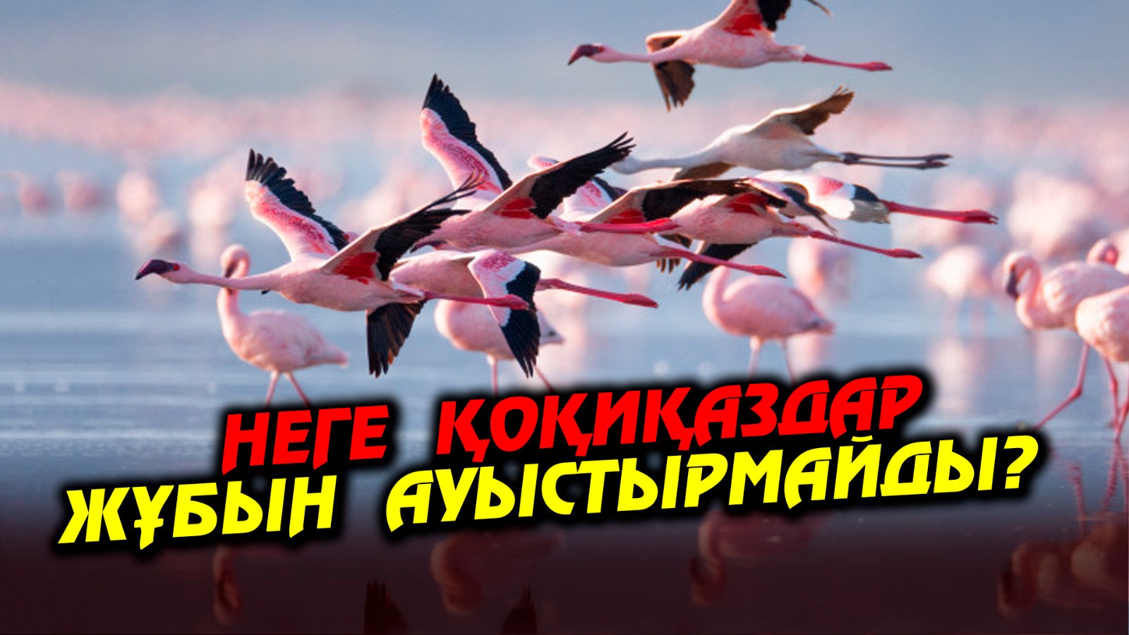 https://adyrna.kz/storage/uploads/dWT0AjNcZ4cXCmcYNIdmJDyElYGXG42iMLIwPLvE.jpg
